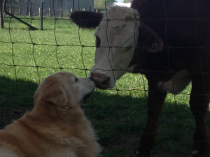 Bentley and cow