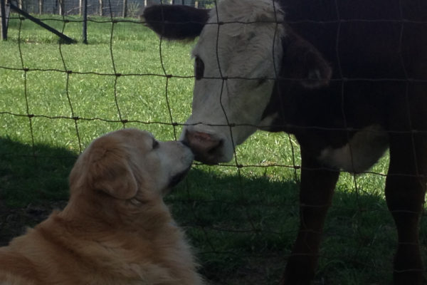 Kisses: Dog Loves Cow