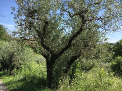 Summer Solstice 2017. Dancing Olive Trees in Assisi